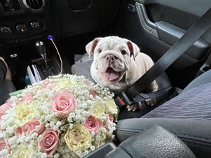 Olde English Bulldogge - English bull dog  available for adoption in Englewood