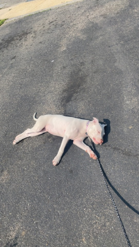 American Pit Bull Terrier – White Pit Bull