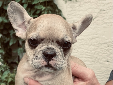 French Bulldog – Romeo – Blacklick