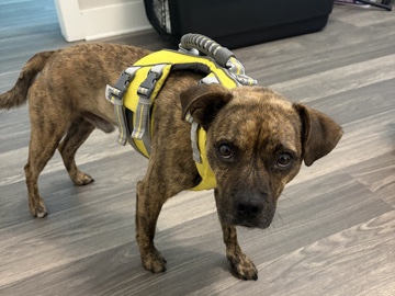 American Staffordshire Terrier – rehome – Summerville