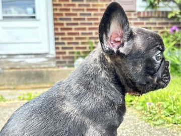 French Bulldog - akc pure frenchie female available for adoption in Canton