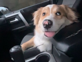 Australian Shepherd – Henry – Starkville