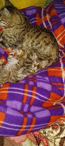 kitten