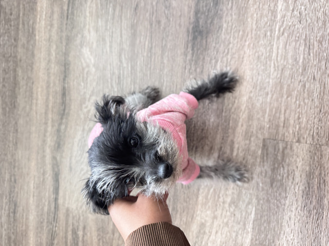 Image of Miniature Schnauzer