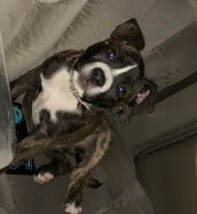 American Pit Bull Terrier – baby pit needs home