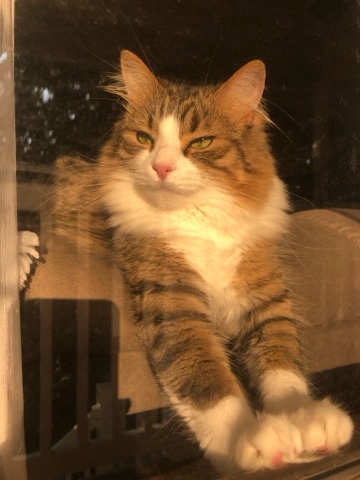 Sophie
