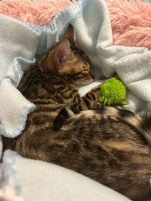 Bengal – bengal cat