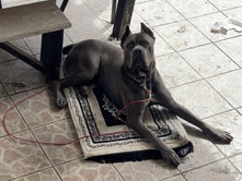 Friendly but Trained Cane Corso 