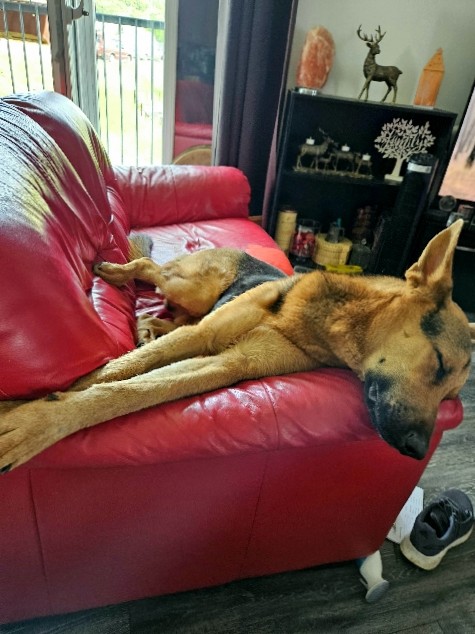 German Shepherd – Free to a good Home