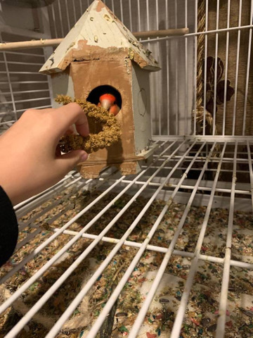 peach faced lovebird for adoption