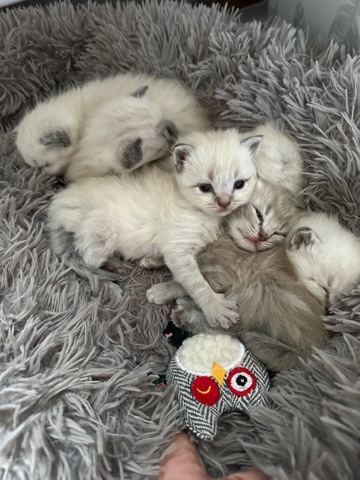 Ragdoll – ragdoll x Siamese