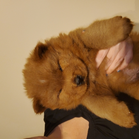 Chow Chow – Chocolate