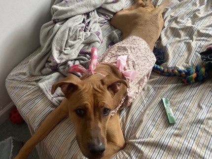 Rhodesian Ridgeback – Sweet 3-Year-Old rhodesian ridgeback Available for Rehoming in New York – New York