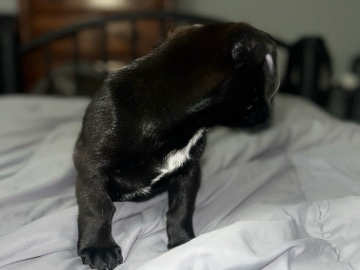 English Toy Terrier (Black & Tan) – Chiweenie mixed with Blue healer – Jesup