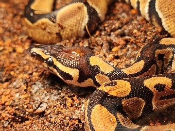 Ball Python – ball python, looking to rehome – Huntington