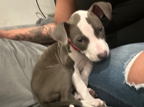 Pug – pit blue nose
