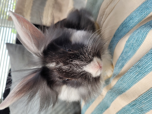 Lionhead – Lionhead buck