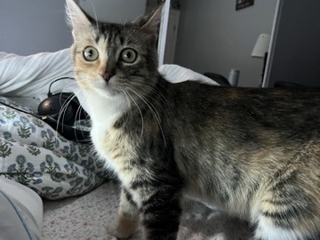 Friendly Adult Cat for Adoption – 1.5 Years Old in Artesia – Artesia