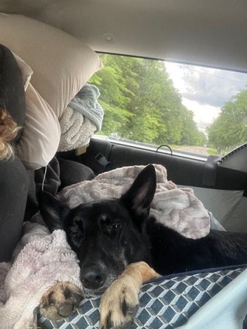 sweet & trained purebred German shepherd