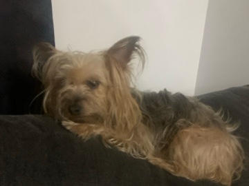 Australian Terrier – Australian Yorkie terrier Needs a need home – Ypsilanti