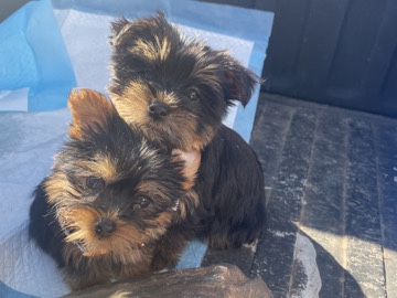 Yorkshire Terrier – Yorkie Sister Puppies Looking for Their Forever Home – Braselton