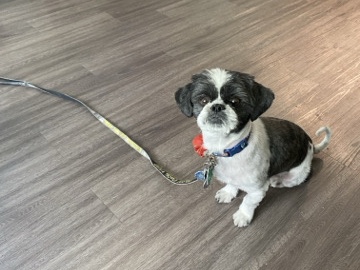 Shih Tzu – Friendly Shih Tzu for Sale – 4.6 Years Old in Kyle – Kyle