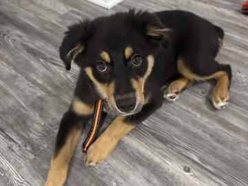 Australian Shepherd – Mini Australian Shepherd for sale – Killeen