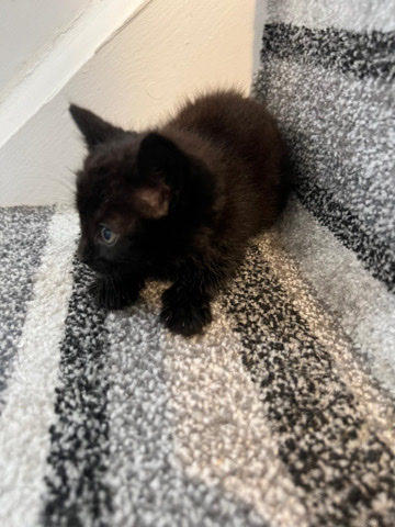 kitten