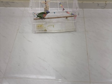 Lorikeet – لوري اليف هدد داخلي – Kalba