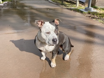 American Staffordshire Terrier – Female Pocket Bully – San Diego