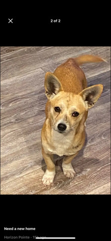 Chihuahua – rehome a chihuahua