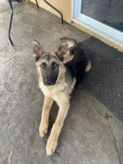 German Shepherd – German shepherd dog