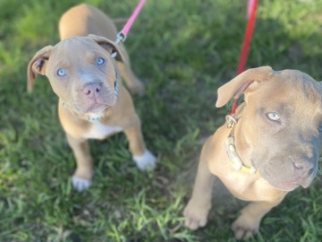 Cane Corso - Rednose Pitbull X Cane Corso Mixed Bread Puppies available for adoption in Calgary