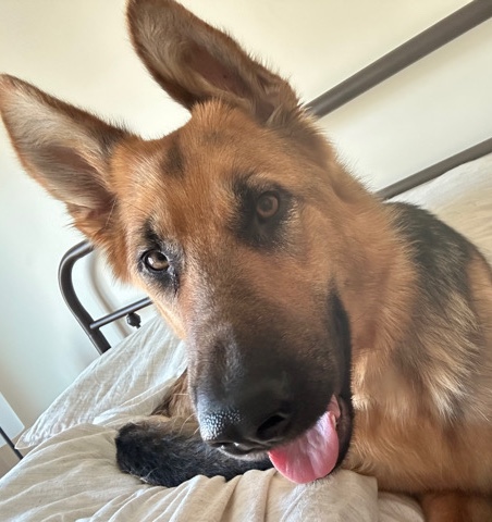 German Shepherd – rehoming German shepherd