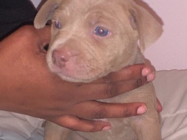 Rednose mixed with bully. – Port Allen