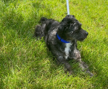 Bentley The Terripoo