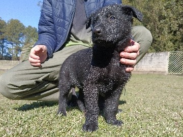 German Shepherd – Filhotes Puros o Verdadeiro Pastor Alemão de Guarda e Função 3 Machos Disponível Chamar – Mafra