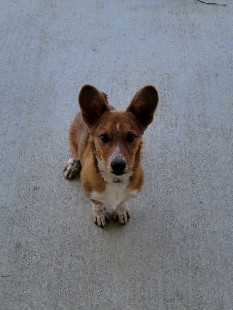 Pembroke Welsh Corgi – Cowboy Corgi