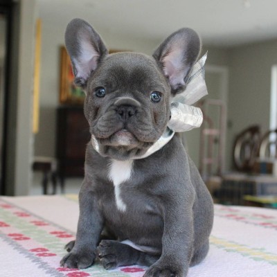 French Bulldog – Adorable French Bulldog Puppy – Healthy, Playful & Ready for a Loving Home! – Tláhuac
