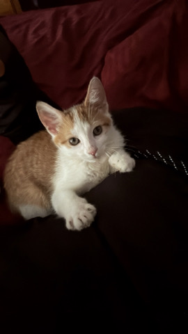 Orange And White Kitten