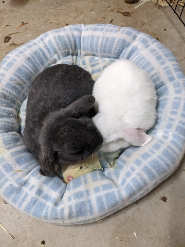 French Lop – Bonded lop bunny pair