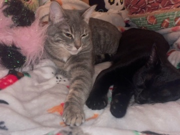 Russian White, Black and Tabby – Rehomimg *URGENT* – Austin