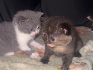 British Shorthair – 2 kittens available 1 boy 1 girl – Lymm