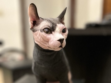 Sphynx – Sphynx Cat – Ashwaubenon