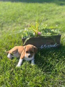 Rat Terrier – 6 purebred rat terrier puppies for sale
