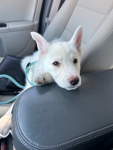 German Shepherd – Puppy to good home!