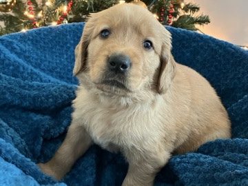 Golden Retrievers Puppies