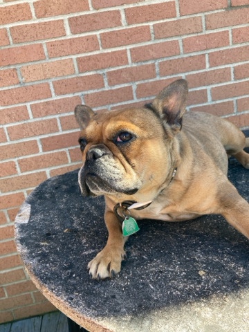 French Bulldog – red Merle frenchie