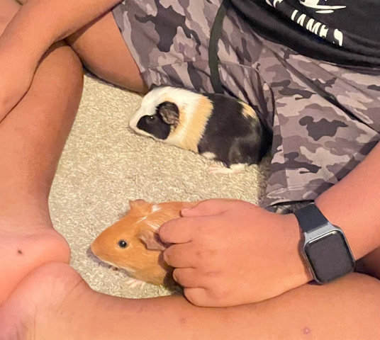 2 male Guinea pigs