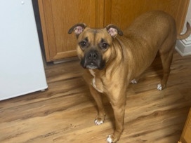 Boxer – Boxer mastiff needs new home